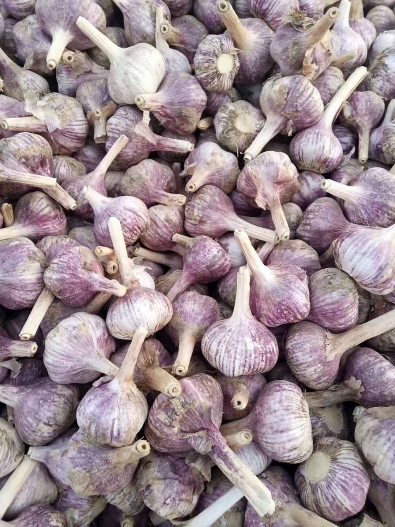 金乡红皮大蒜，质量好，价格低，代发市场，做包装，冷库储存