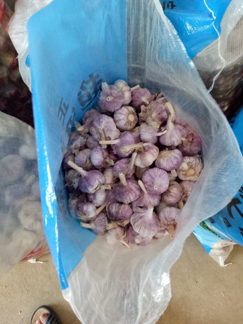 金乡红皮大蒜，质量好，价格低，代发市场，做包装，冷库储存