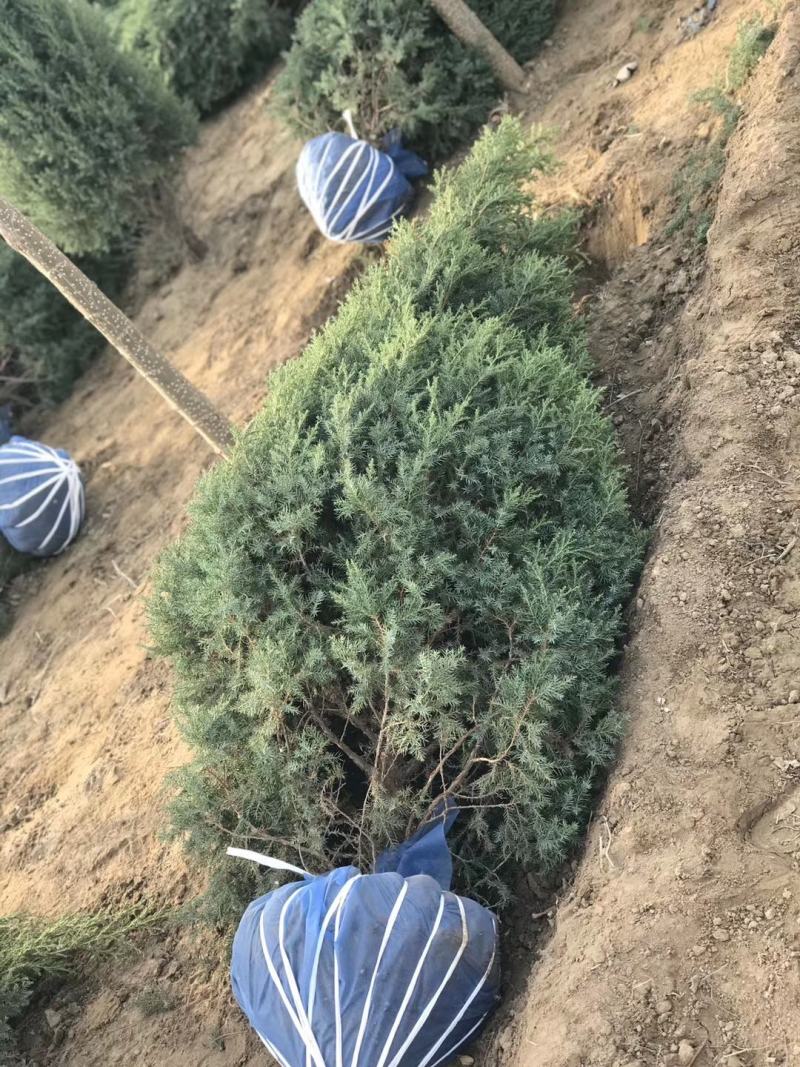 望都塔侩，望都塔侩小苗