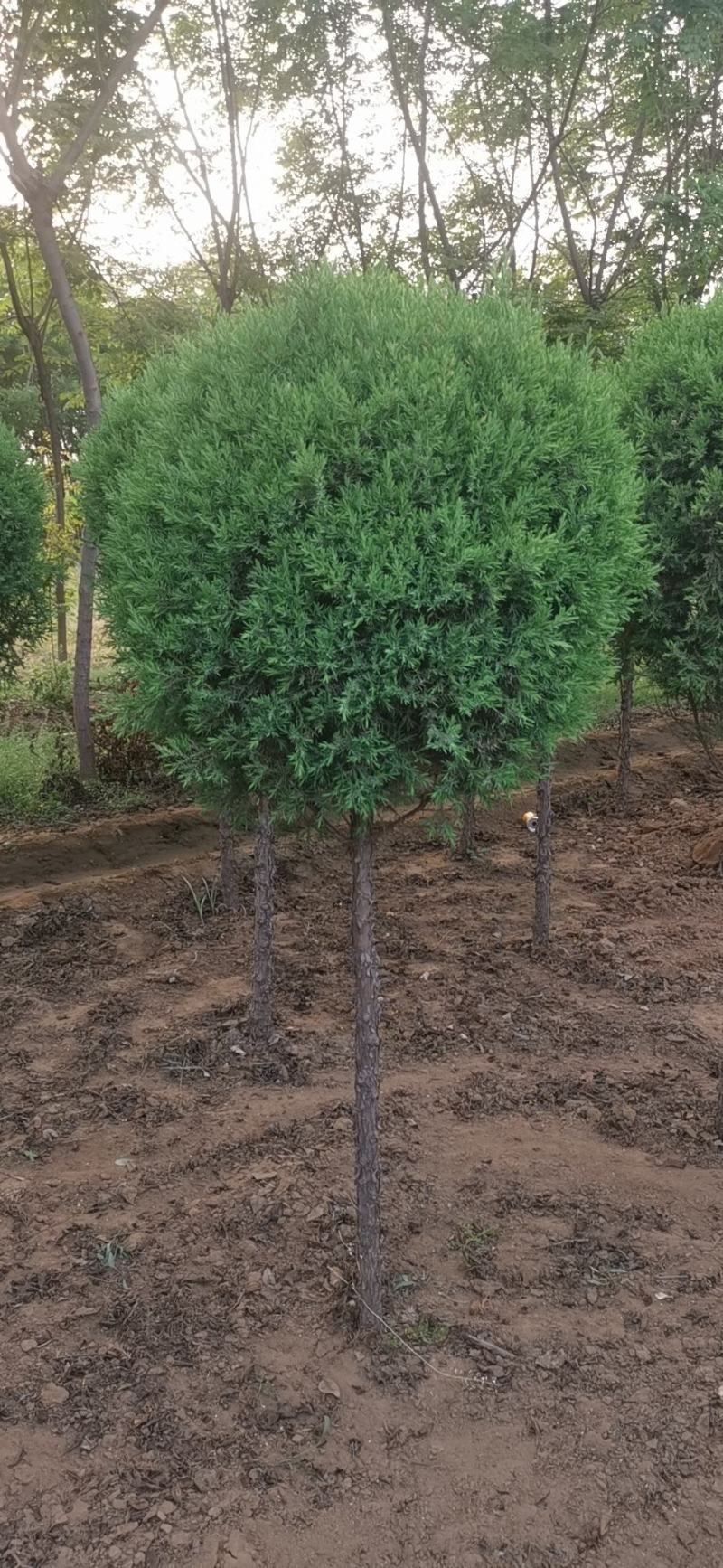 望都塔侩，望都塔侩小苗