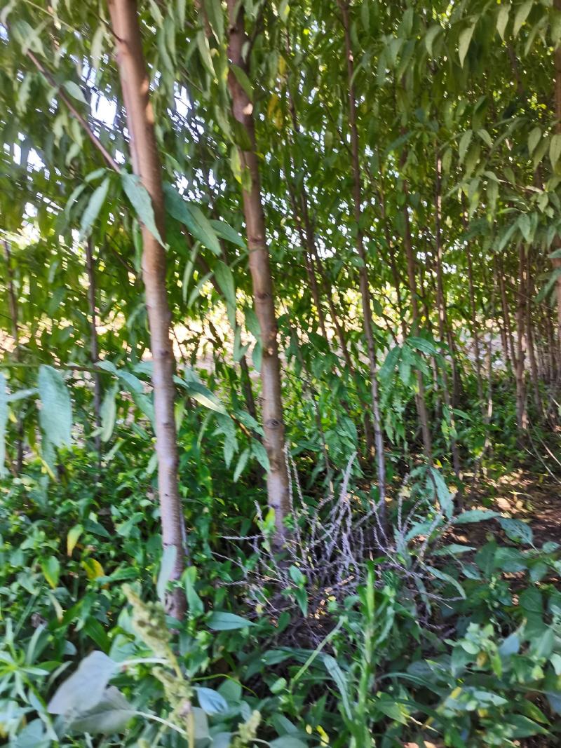 毛桃苗1-3公分桃丁子无中介自家苗圃一手