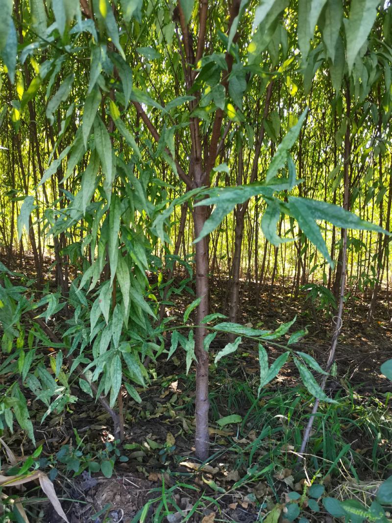 毛桃苗1-3公分桃丁子无中介自家苗圃一手
