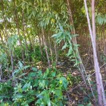 毛桃苗1-3公分桃丁子无中介自家苗圃一手
