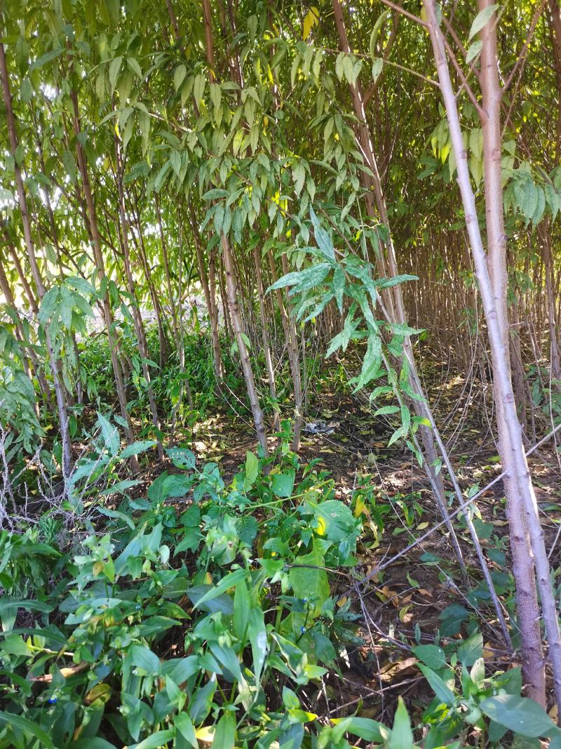 毛桃苗1-3公分桃丁子无中介自家苗圃一手