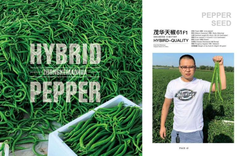 茂华天椒61抗病性强，一代杂交品种基地专用品种