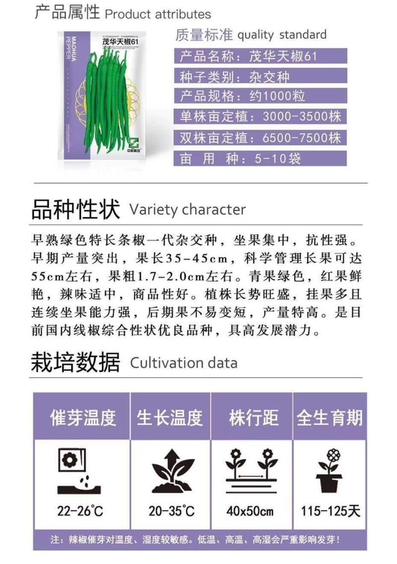 茂华天椒61抗病性强，一代杂交品种基地专用品种
