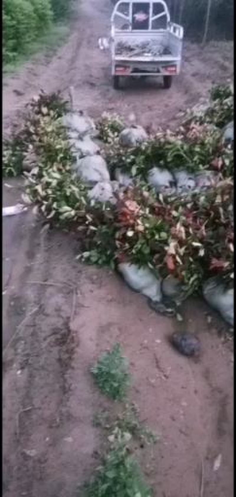 红叶石楠球，红叶石楠小苗