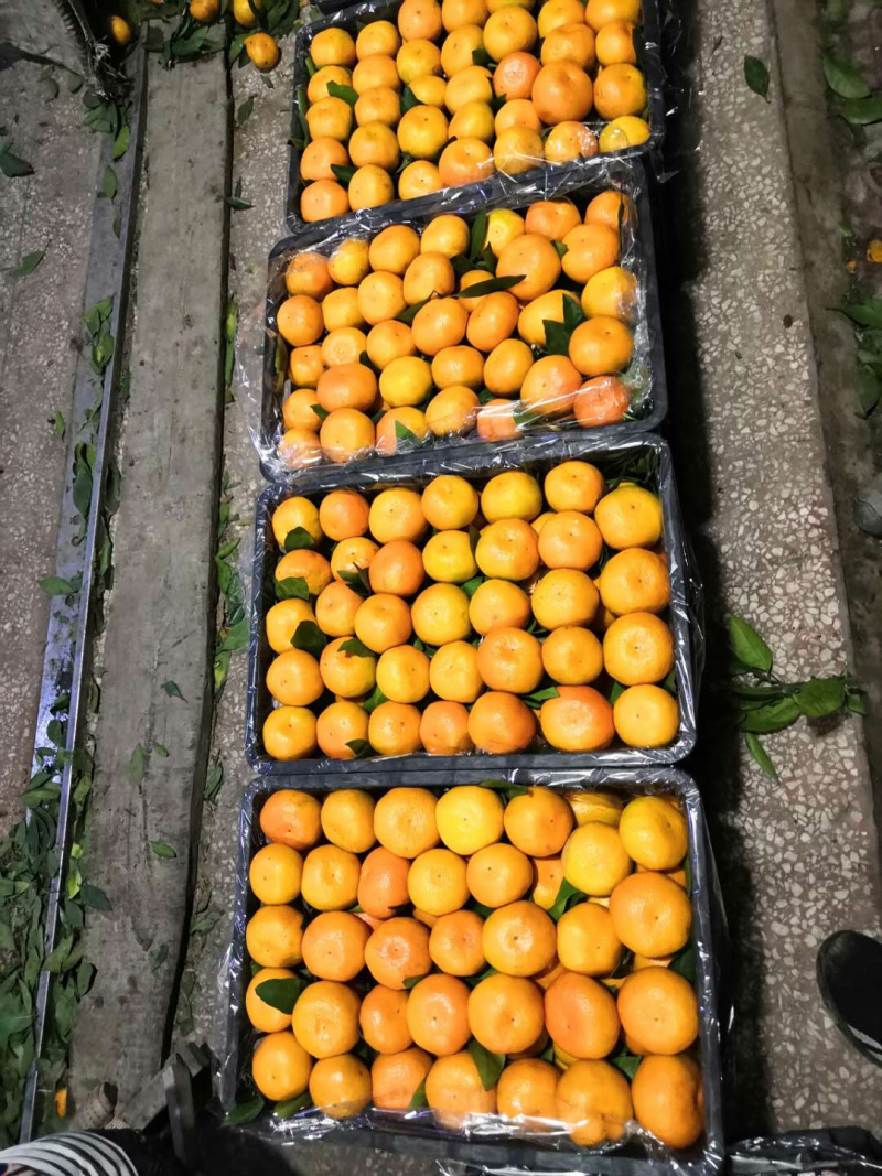 城固早熟蜜橘，皮毛好，口感甜。规格可选可打蜡分级。