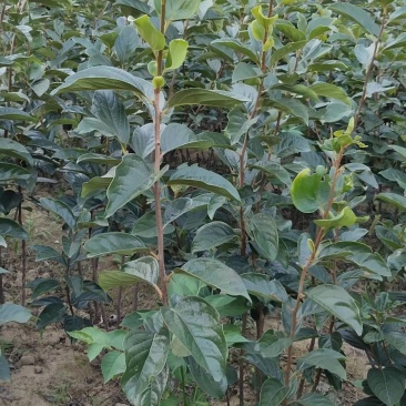 正宗阳丰甜柿子苗，产地直供，保质保量，量大价优