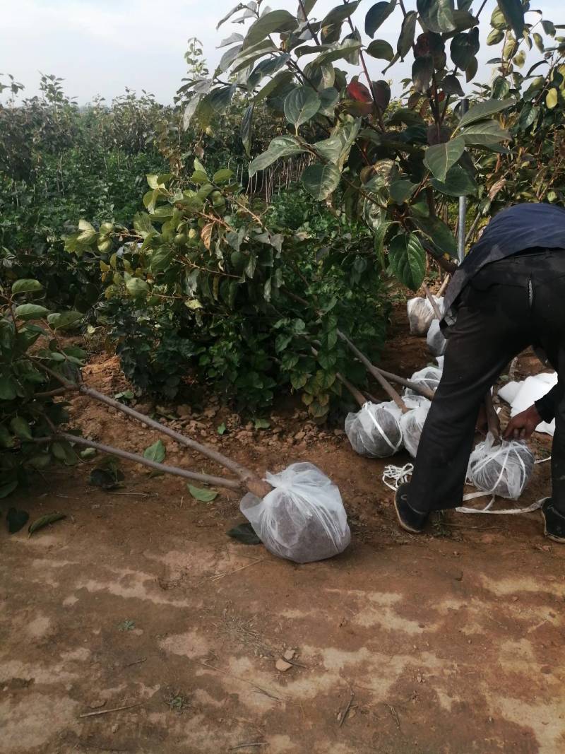 正宗阳丰甜柿子苗，产地直供，保质保量，量大价优
