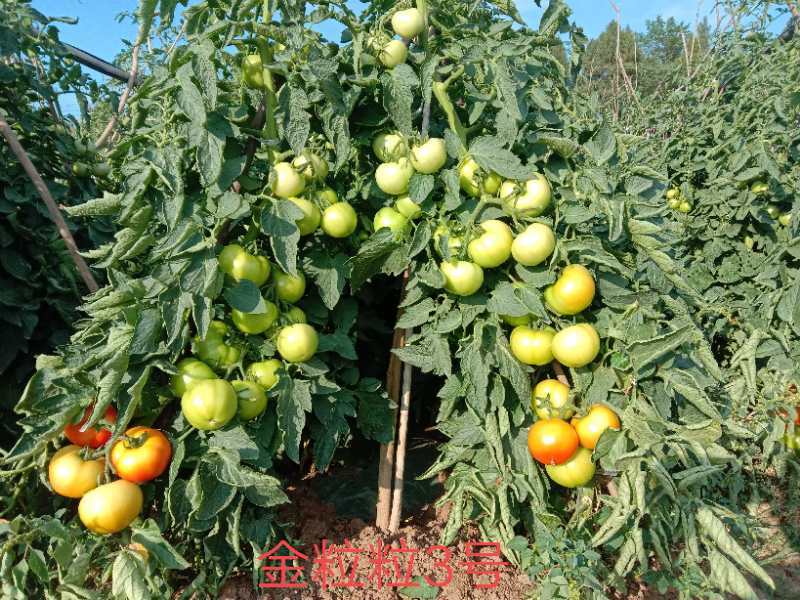高硬度高秧大红果石头番茄种子西红柿种子颜色好