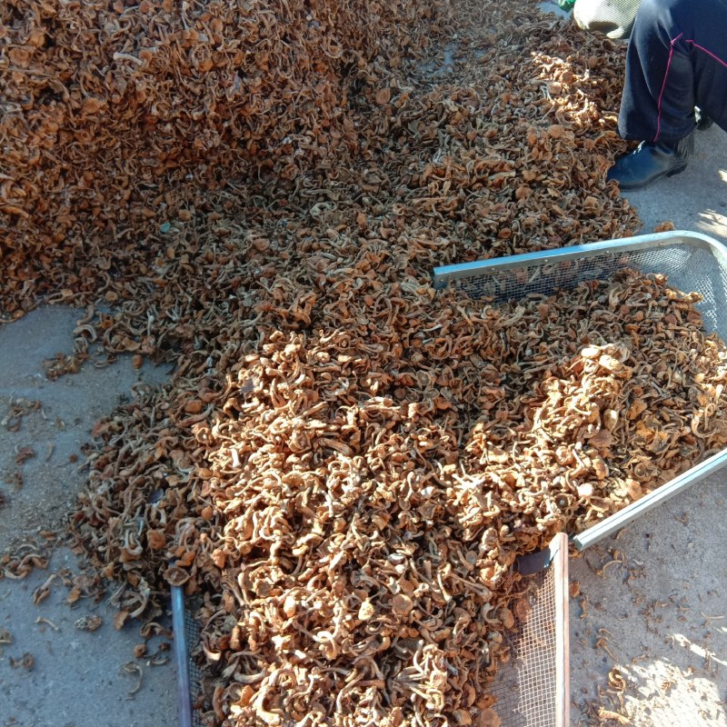 滑子菇承德特产二毛货颜色正色2024年新货有需要联系