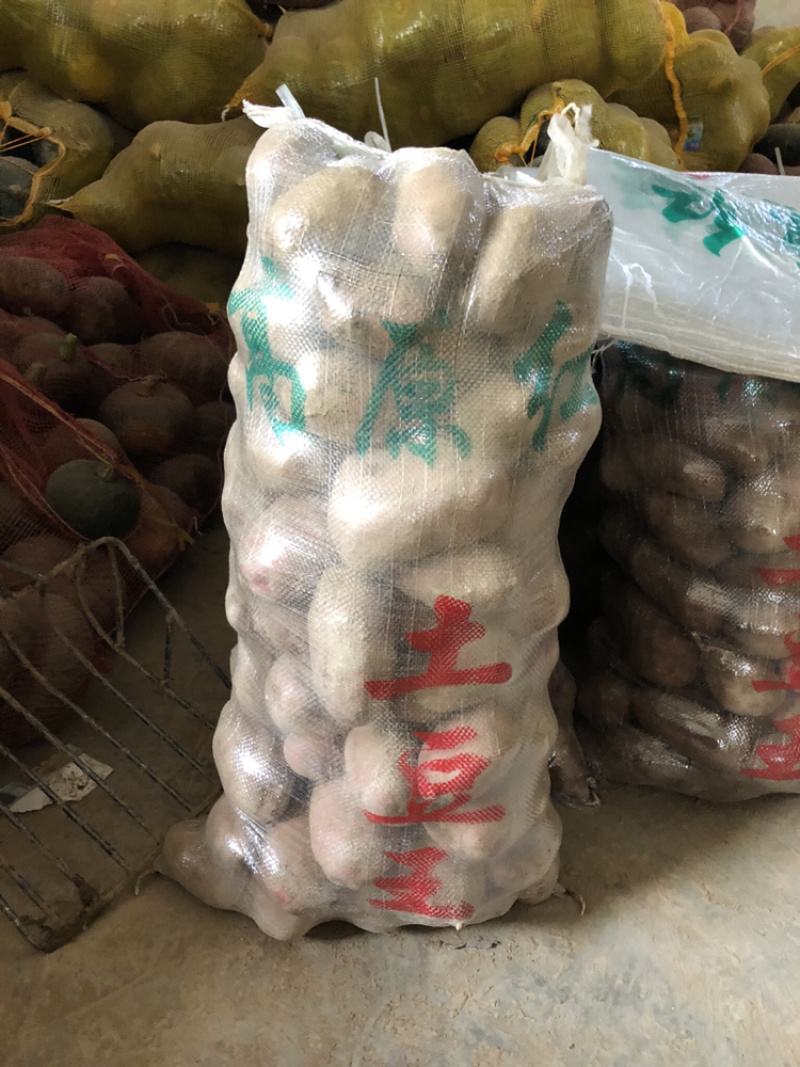 青薯九号，陇十，陇七土豆
