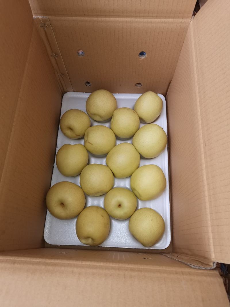 净树皇冠梨，皇冠梨二级皇冠梨郑强果品交易中心