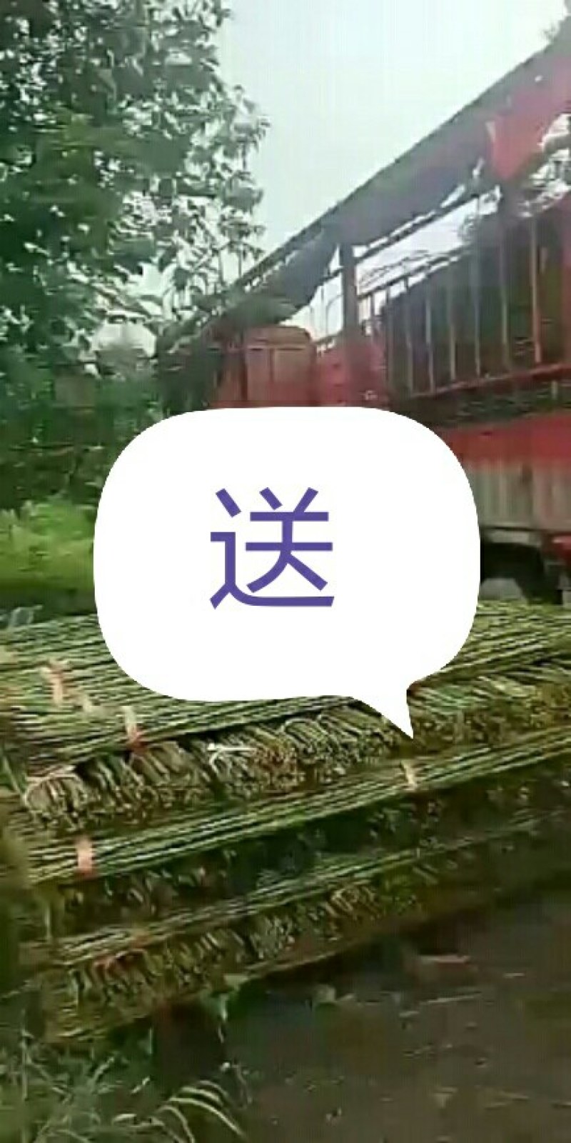 江西彭泽竹竿3.0米每捆50根，坚韧耐用，肉厚有弹性。