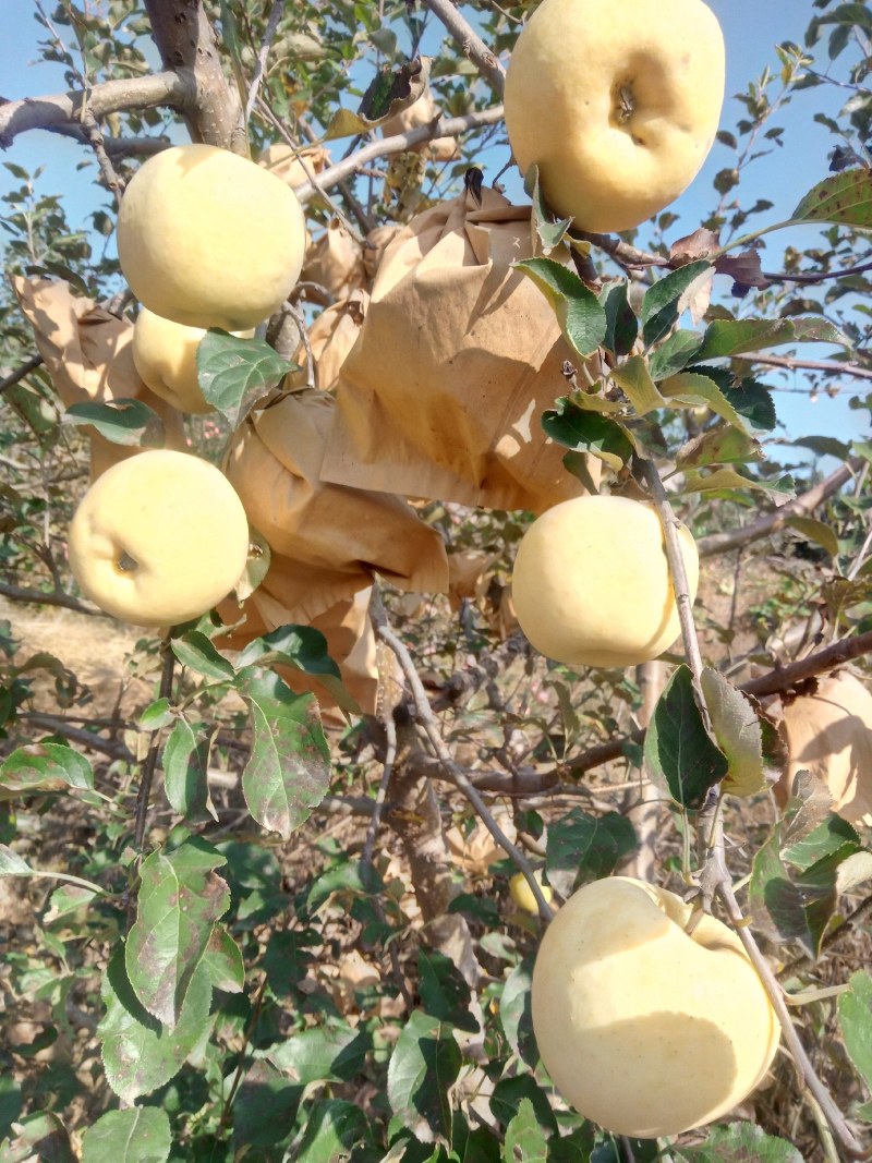 中秋黄金苹果树，懒人苹果，，甜苹果。中秋黄金苹果苗