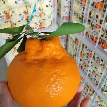 大炮蜜橘，丑八怪，不知火。