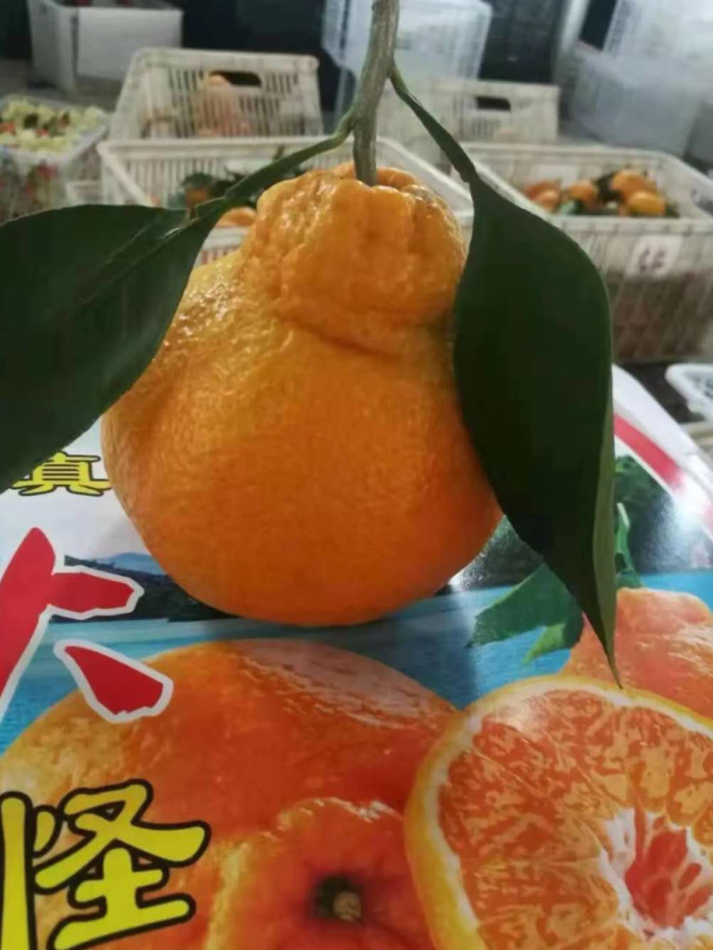 大炮蜜橘，丑八怪，不知火。