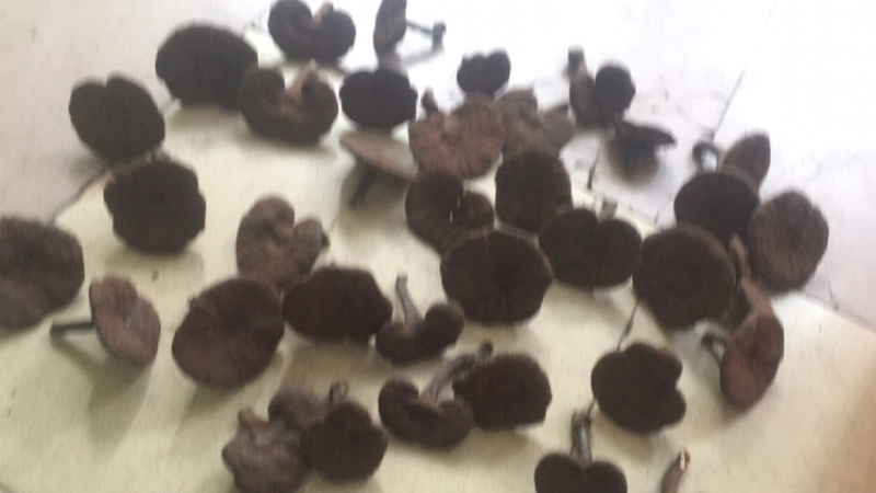 黑灵芝黑粉灵芝(各规格有货)