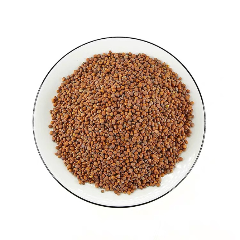 莱菔子炒莱菔子批发各种中药材产地直销