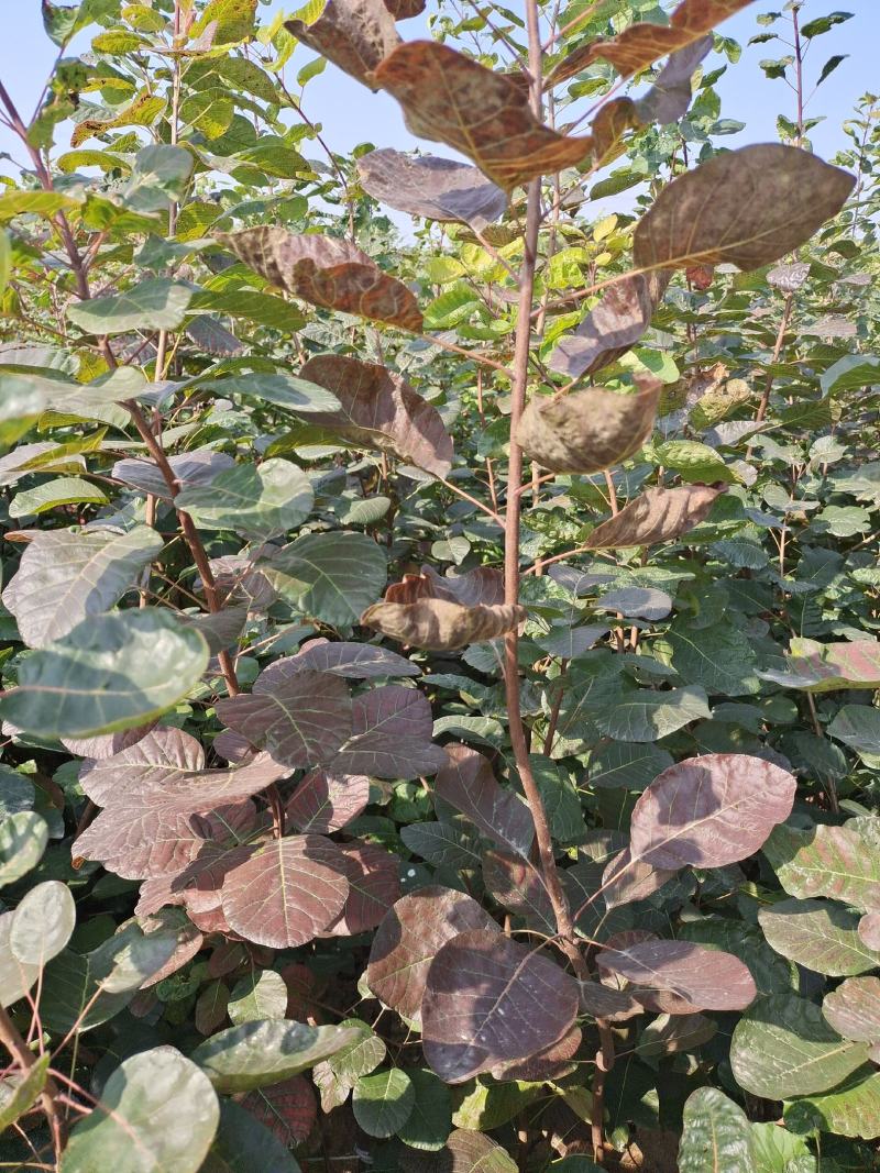 黄栌苗根系发达成活率高无病虫害现挖现发包邮
