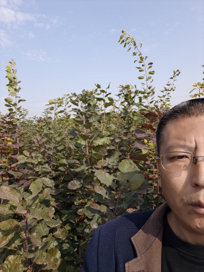 黄栌苗根系发达成活率高无病虫害现挖现发包邮
