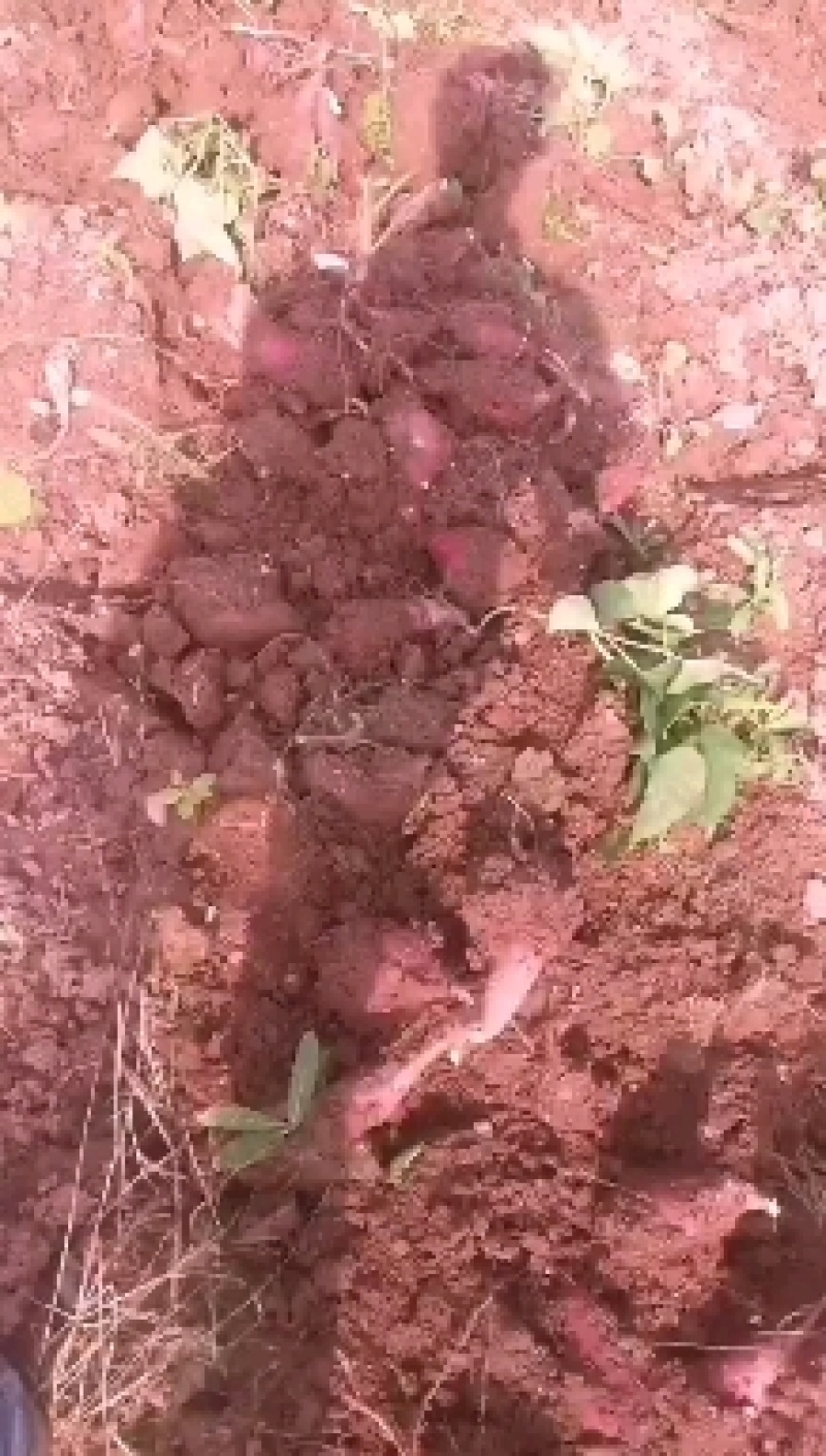红薯新水果红薯红皮红心产地直发量大从优互利共赢！