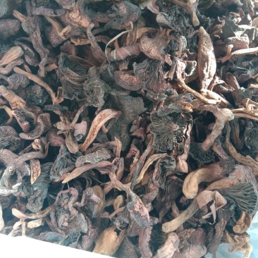 红蘑，铆钉菇，松树伞，挑出来的，焦，霉变的，河北一手货源