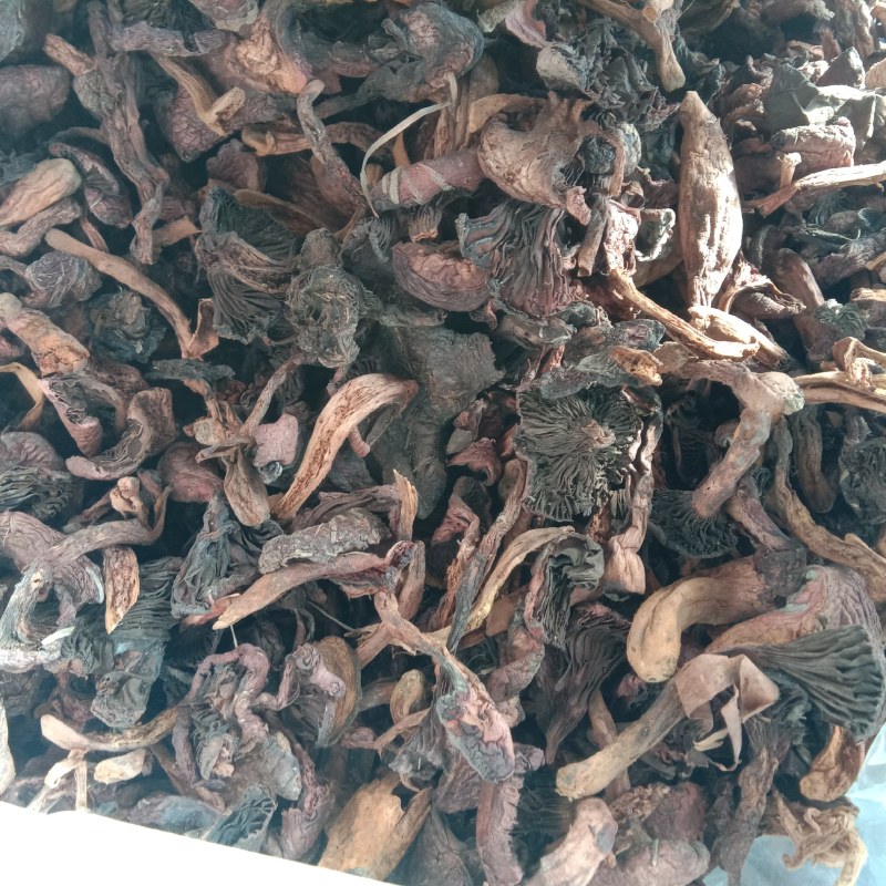 红蘑，铆钉菇，松树伞，挑出来的，焦，霉变的，河北一手货源