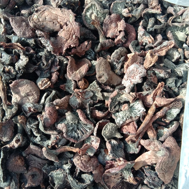 红蘑，铆钉菇，松树伞，挑出来的，焦，霉变的，河北一手货源
