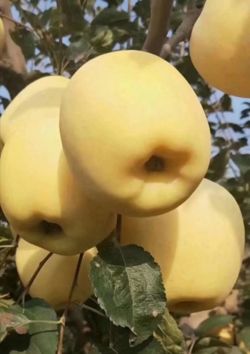 嘎嘣脆黄苹果黄金苹果，甜苹果，中秋黄金苹果维纳斯黄金苹果