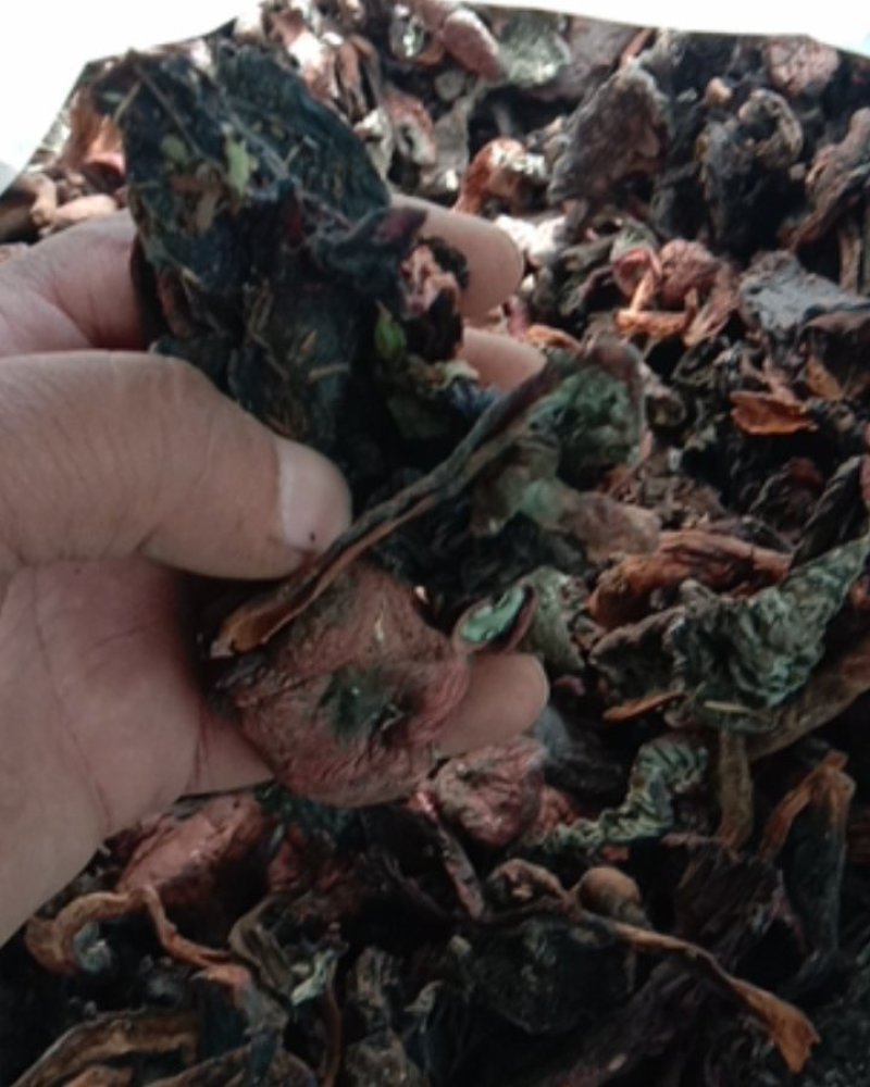 红蘑，铆钉菇，松树伞，挑出来的，焦，霉变的，河北一手货源