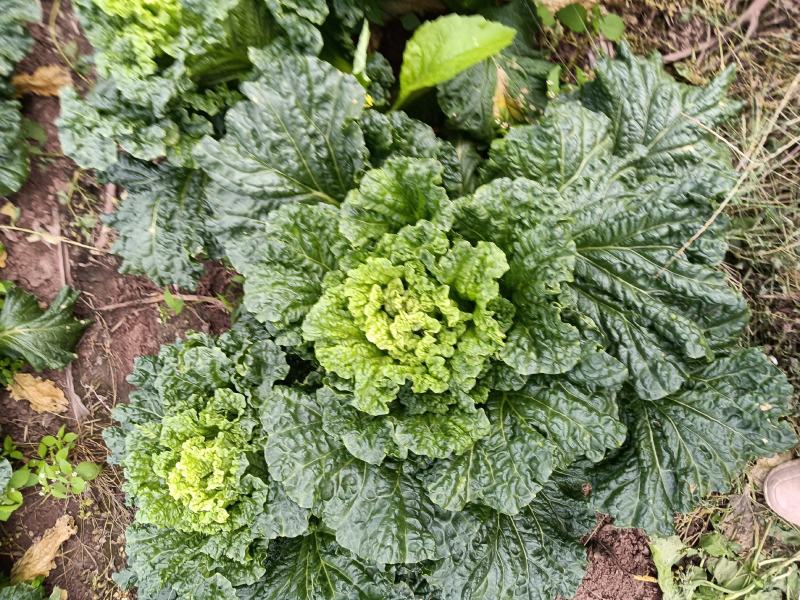 重量足，预计六米八，一辆可发走，明天。