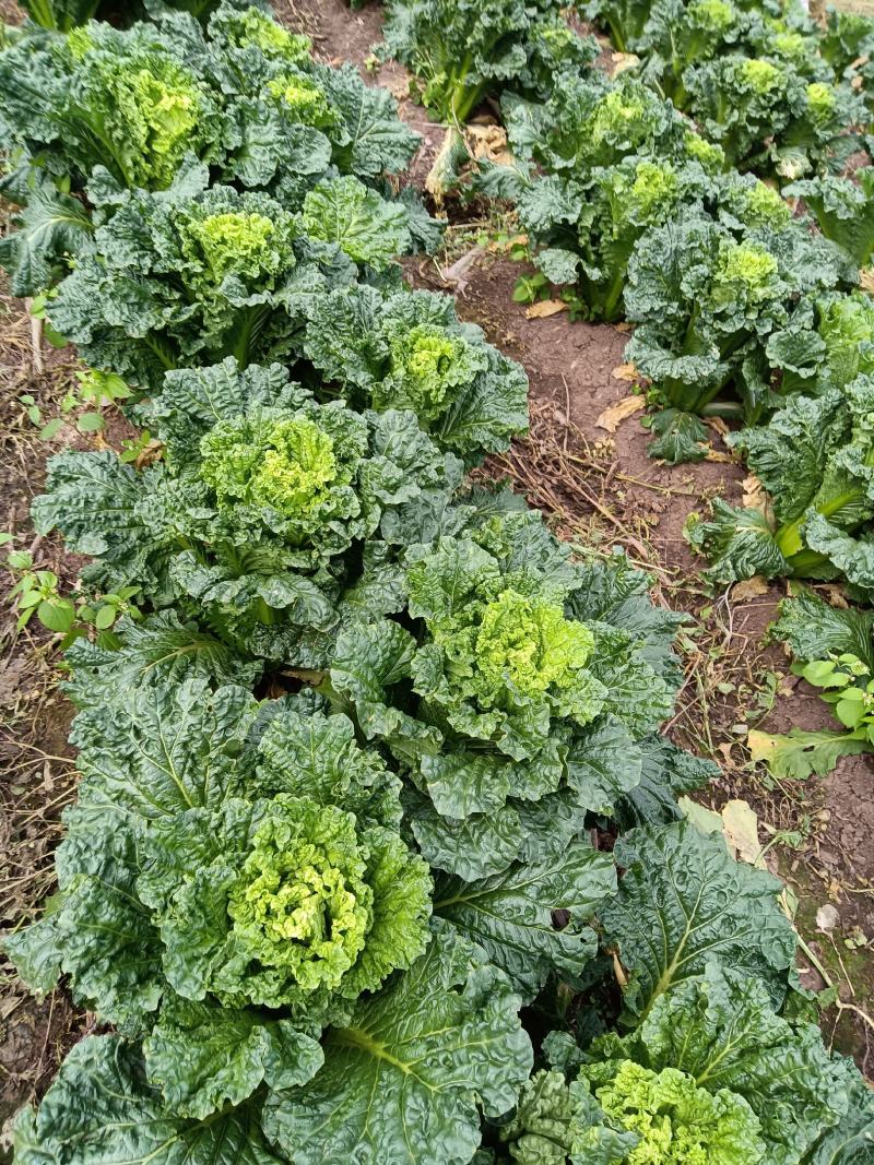 重量足，预计六米八，一辆可发走，明天。