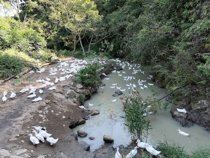 奥白星肉鸭，批发，零售
