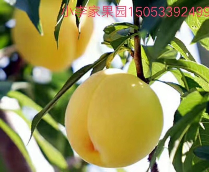 沂源金黄金桃，看好沂源不是沂水，金黄金原产地。离核大黄桃