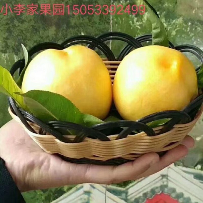 沂源金黄金桃，看好沂源不是沂水，金黄金原产地。离核大黄桃