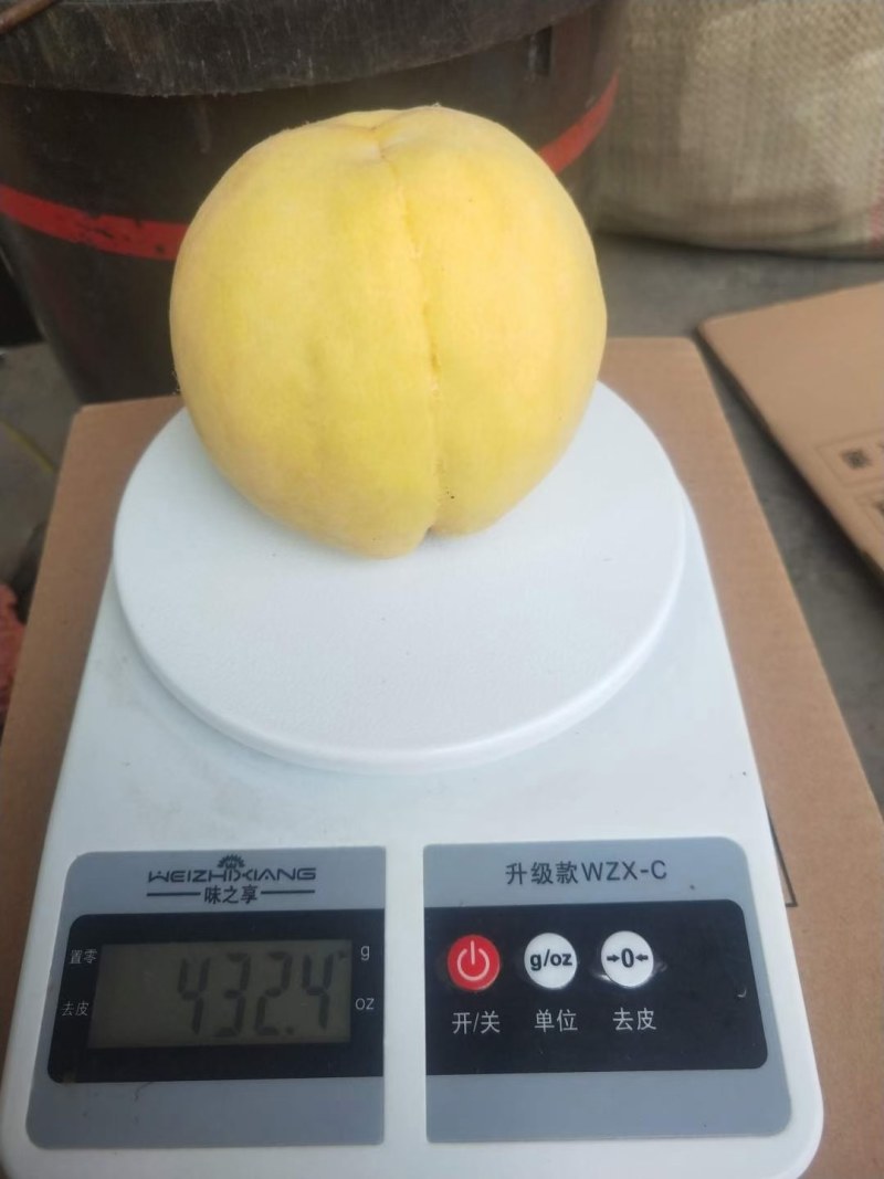 油蟠桃，黄金蟠桃枝条。沂蒙山大蟠桃，沂源离核黄桃