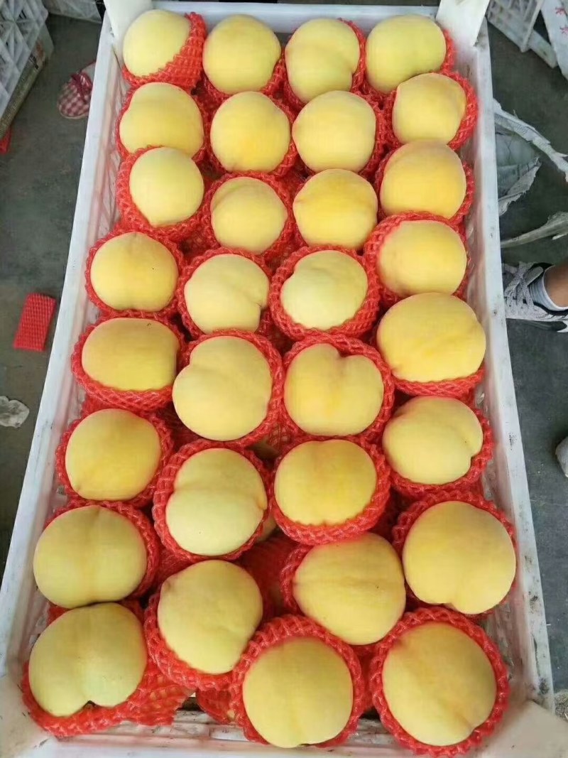 油蟠桃，黄金蟠桃枝条。沂蒙山大蟠桃，沂源离核黄桃