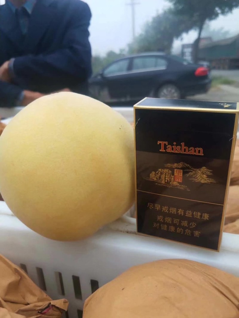 最晚熟离核金黄金黄桃树苗，金黄金7号桃苗。国庆节黄金桃
