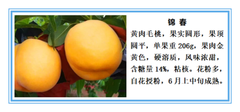 最晚熟离核金黄金黄桃树苗，金黄金7号桃苗。国庆节黄金桃