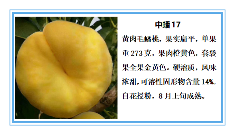 最晚熟离核金黄金黄桃树苗，金黄金7号桃苗。国庆节黄金桃