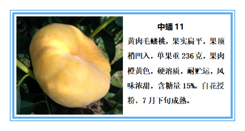 最晚熟离核金黄金黄桃树苗，金黄金7号桃苗。国庆节黄金桃