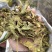 无花果叶产地直供支持线上交易可搭配多品种采购大货联系