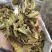 无花果叶产地直供支持线上交易可搭配多品种采购大货联系