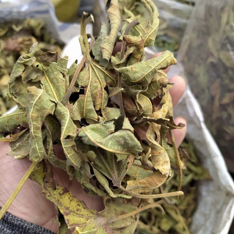 无花果叶产地直供支持线上交易可搭配多品种采购大货联系