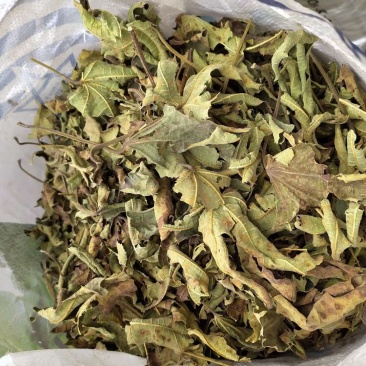 无花果叶产地直供支持线上交易可搭配多品种采购大货联系