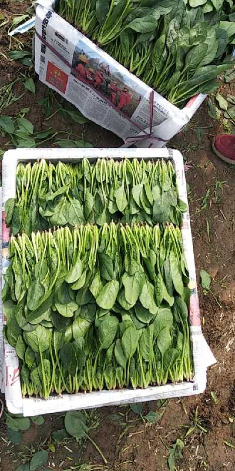 菠菜菜菜菜菜菜菜菜菜菜菜