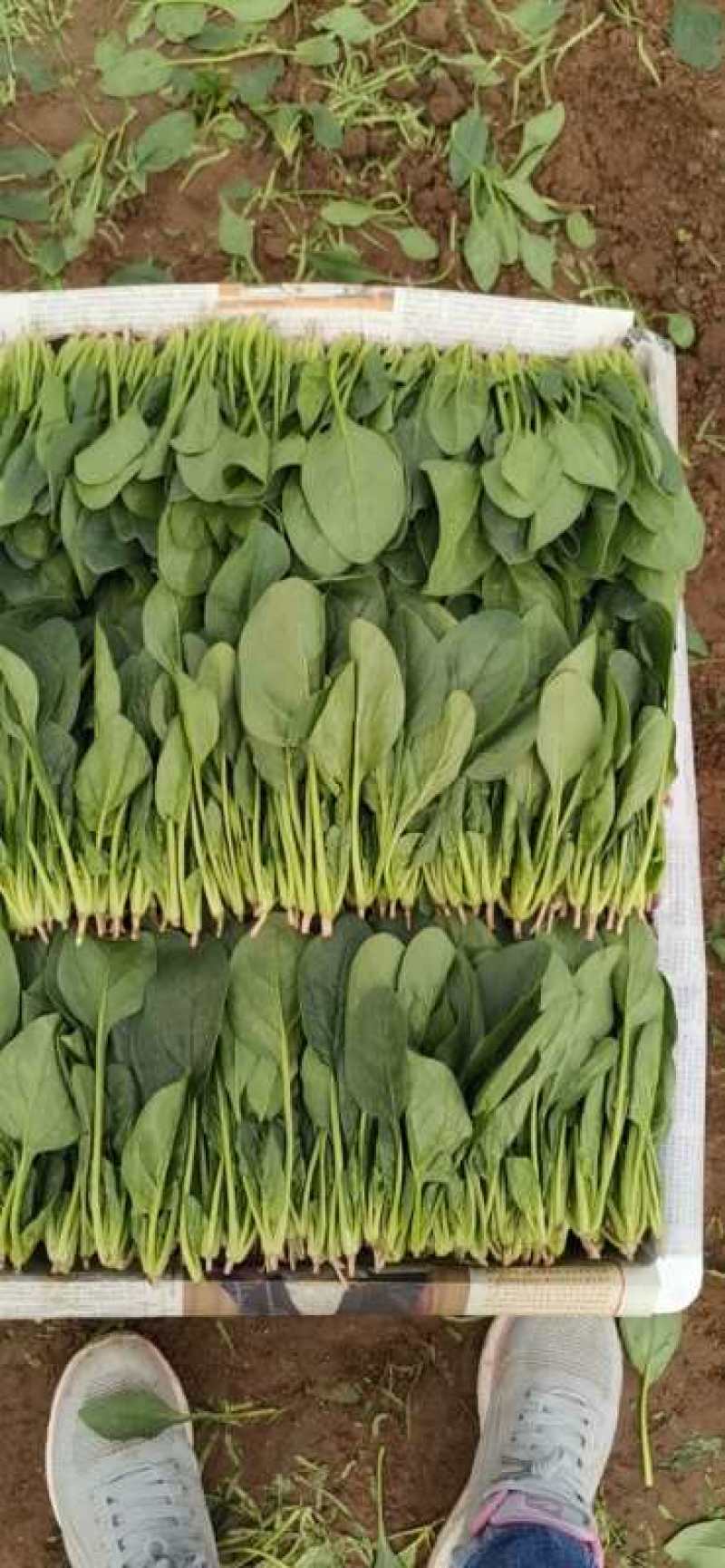 菠菜菜菜菜菜菜菜菜菜菜菜