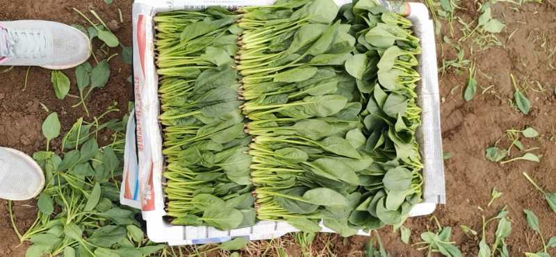 菠菜菜菜菜菜菜菜菜菜菜菜